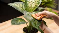 Plant Talk with The Tender Gardener: The Basics of Houseplant Care