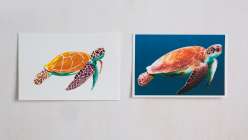 A painting of a turtle next to a photograph of a turtle from the Creativebug class Mixtape: 6 Ocean Animals to Draw and Paint