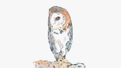 A monoprinted owl by artist Courtney Cerruti on the Creativebug class Mixtape: 5 Ways to Make an Owl