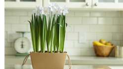 Cricut Paper Flowers: Make Potted Paperwhites