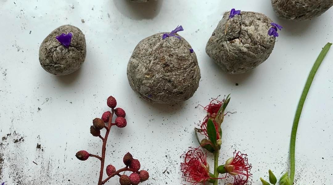 Seed Bombs: 2/21/17