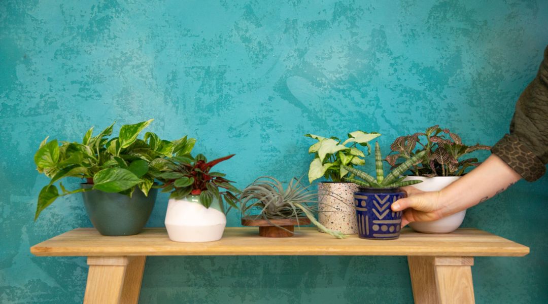 Plant Talk with The Tender Gardener: How to Choose a Houseplant