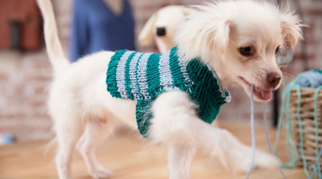 Wendy Bernard shows knitters a quick and easy way to whip up a personalized sweater for your dog using two knitted rectangles. - Creativebug