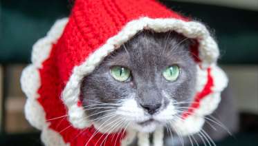 Crochet Santa Paws Pet Costume