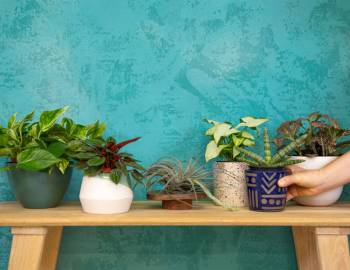 Plant Talk with The Tender Gardener: How to Choose a Houseplant