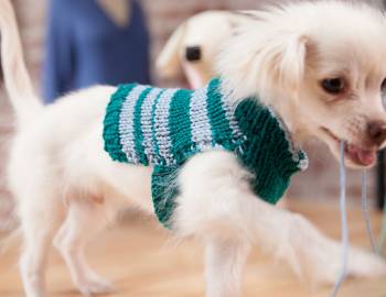 Knit a Custom-Fit Dog Sweater