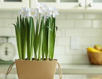 Cricut Paper Flowers: Make Potted Paperwhites