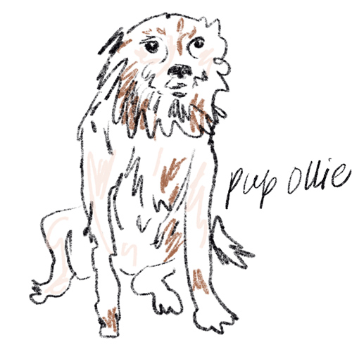Illustrated portrait of Ollie the sleepy dog
